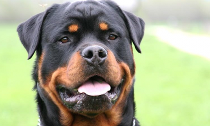 Cani lasciati in auto: due rotweiller rischiano la morte