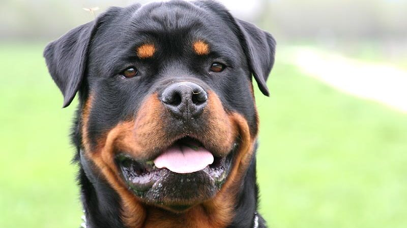 Cani lasciati in auto: due rotweiller rischiano la morte