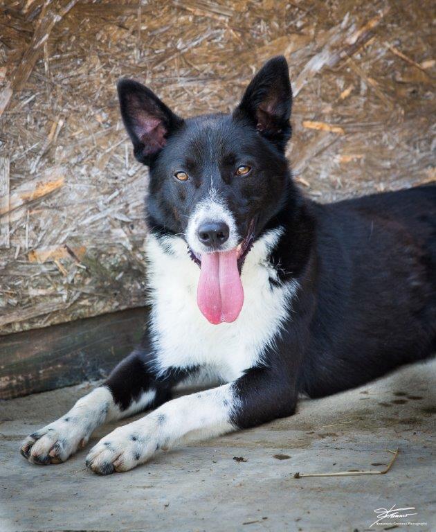 Appello dal canile: il cucciolo Poldo cerca al più presto una famiglia
