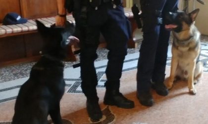 Controlli sui bus con i cani antidroga a Novara