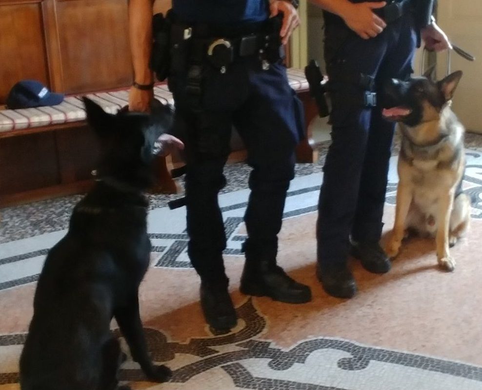 Controlli sui bus con i cani antidroga a Novara