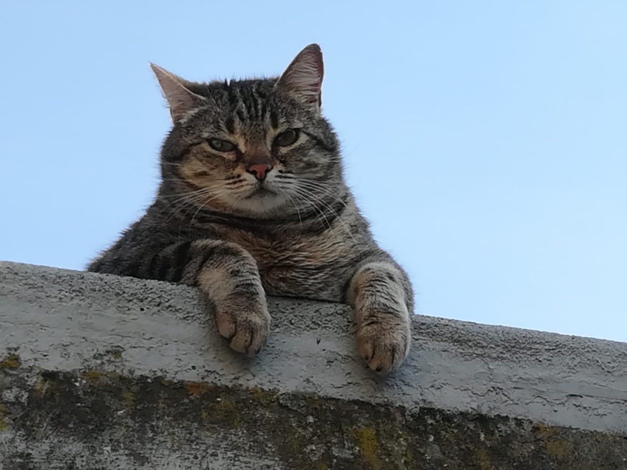 “Simpatiche Zampette” continua sul Corriere di Novara