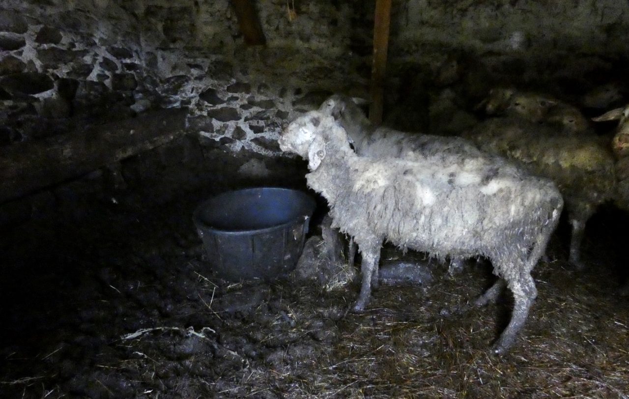 Tutela degli animali: sequestrate 12 pecore maltrattate