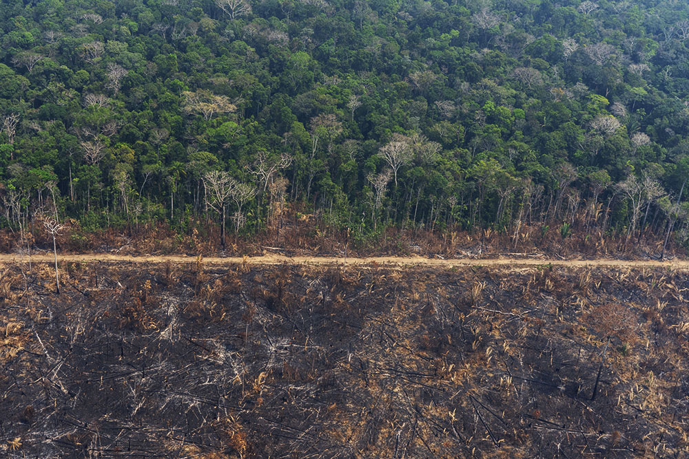 Amazzonia: Confagricoltura d’accordo sul blocco import carni dal Brasile