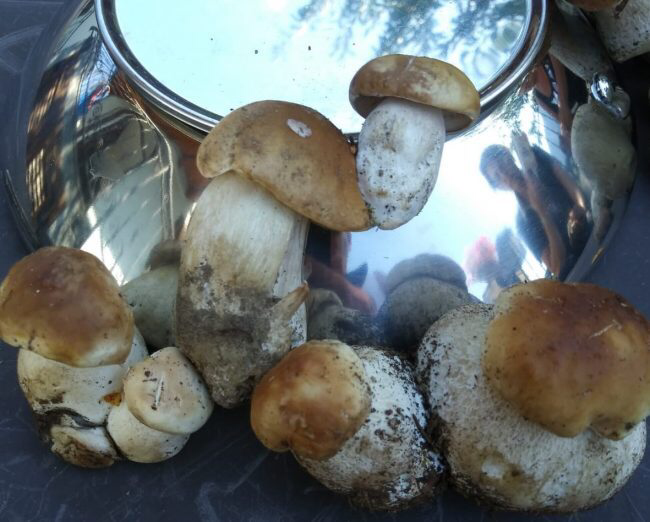 Raccolta funghi: ecco alcuni consigli e accorgimenti da rispettare