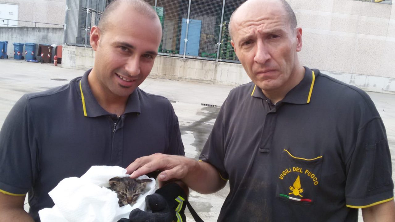Bellinzago: gattino salvato dal tombino