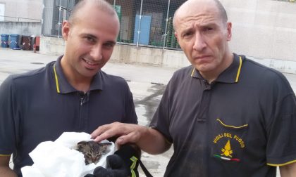 Bellinzago: gattino salvato dal tombino