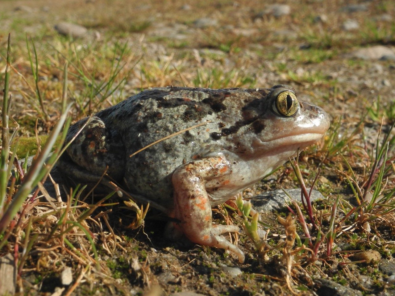 Pelobate fosco, popolazione in crescita