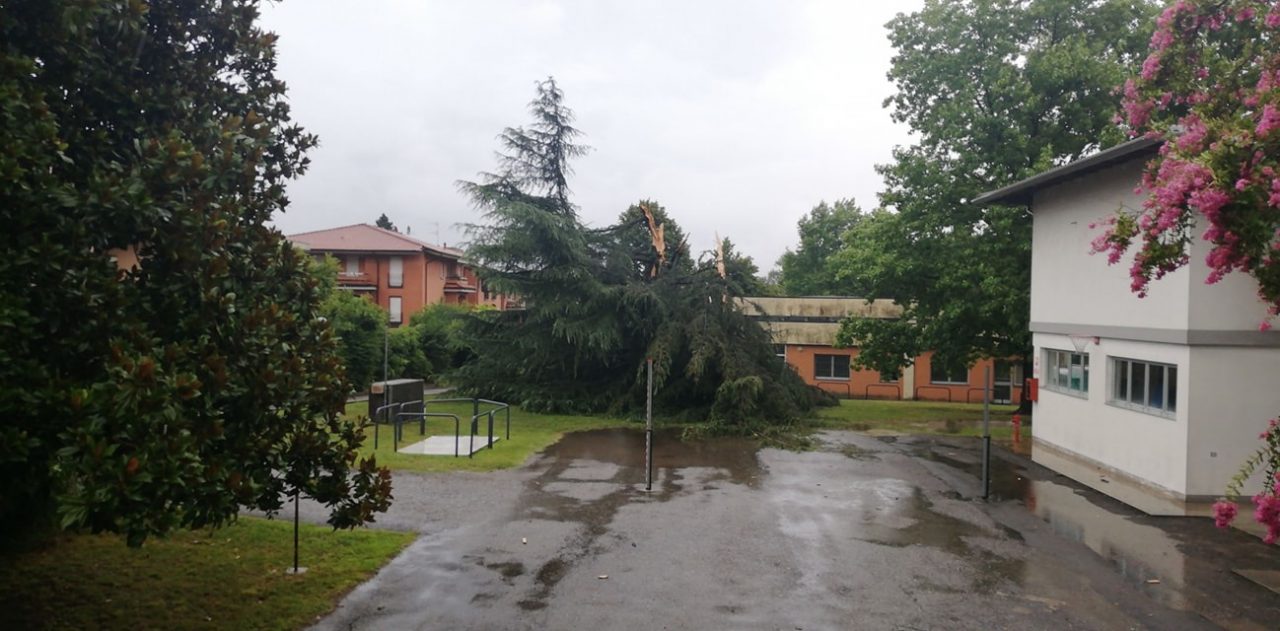 Arona: fulmine squarcia albero delle scuole di via Piave