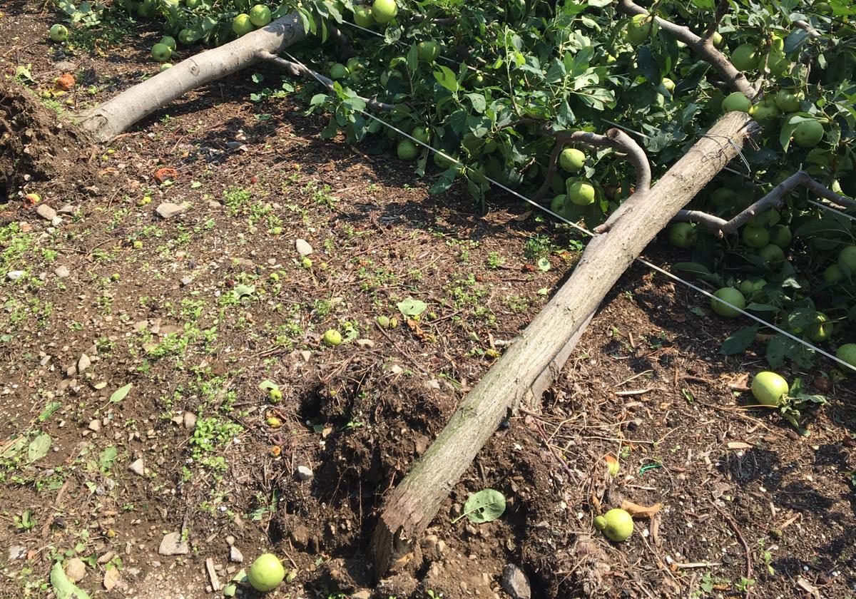Maltempo: gravi danni per l’agricoltura