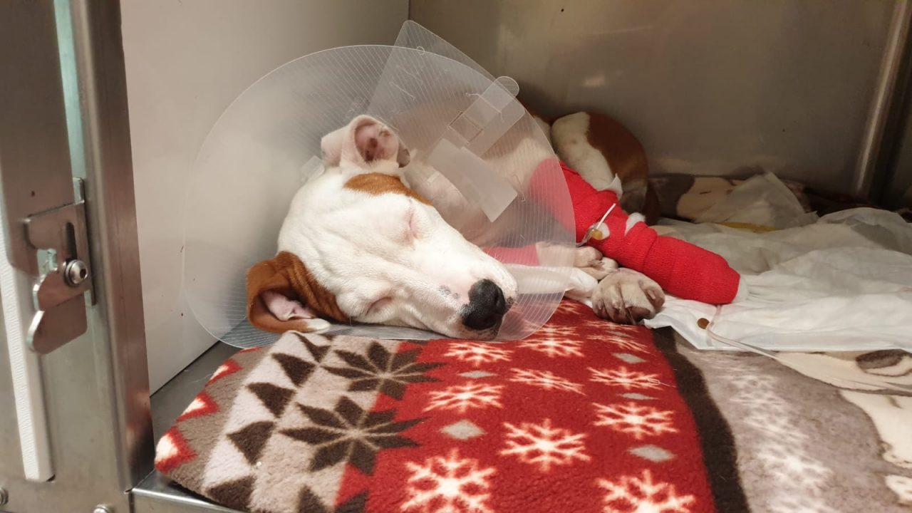 Tiburon, gettato dalle scale, lotta per la vita