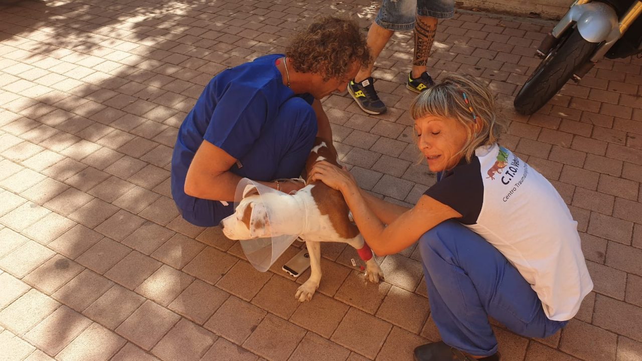 Tiburon sta meglio, ma serve ancora aiuto