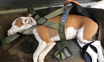 Litiga col coinquilino e gli lancia il cane dalle scale