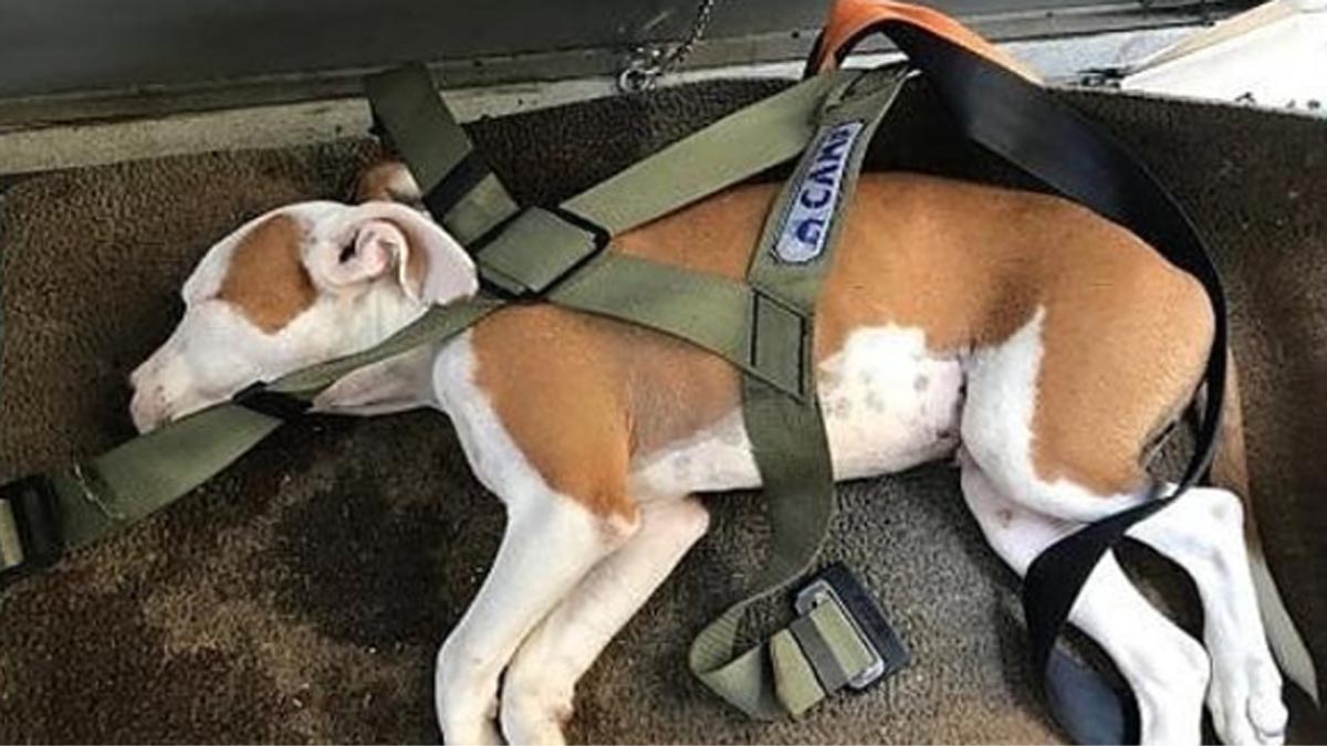 Litiga col coinquilino e gli lancia il cane dalle scale