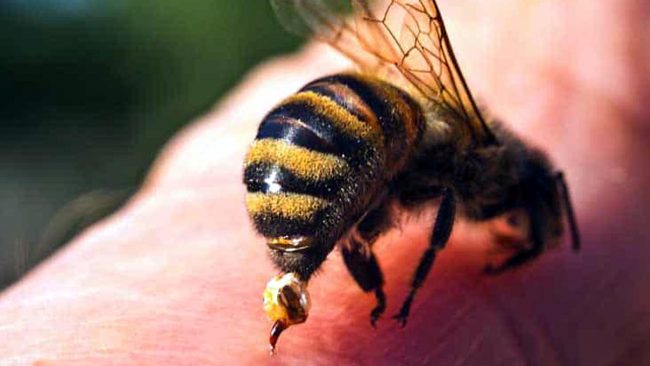 Alza la tapparella e lo punge un calabrone: anziano muore per shock anafilattico