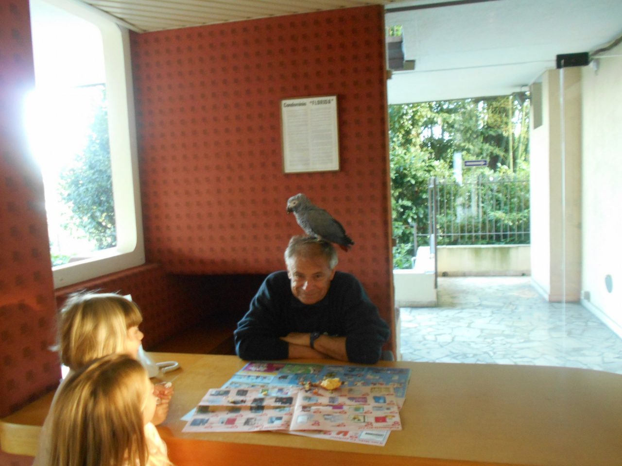 Pappagallo cenerino in visita a un condominio di Dormelletto