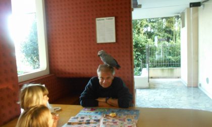 Pappagallo cenerino in visita a un condominio di Dormelletto