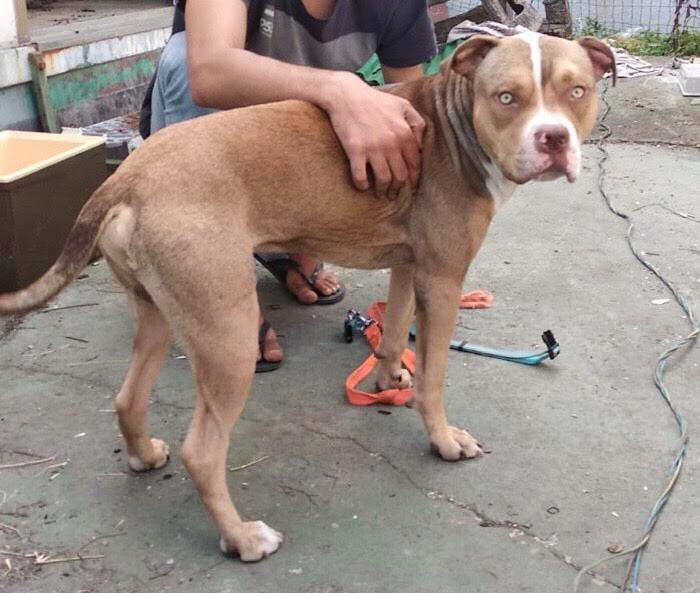 Aveva lanciato pitbull dalle scale: prende un altro cane e lo maltratta