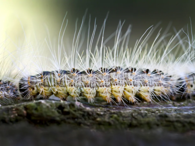 Processionaria, in aumento la sua diffusione. Come riconoscerla e come combatterla