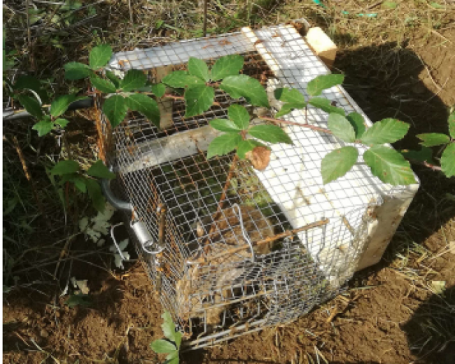 Bracconiere “beccato” mentre cattura le minilepri