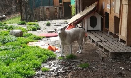 Adozione cani a Massino Visconti: in tre cercano ancora una casa