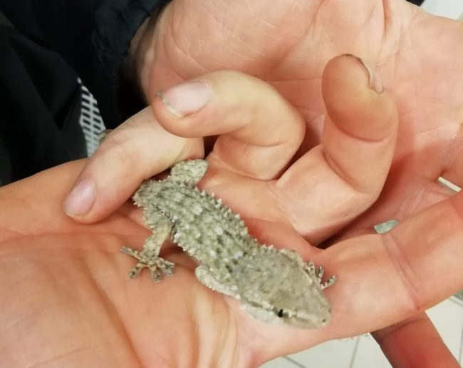Drago barbuto sul balcone di un appartamento a Torino