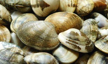 Allerta vongole con escherichia coli, pericoli anche da cozze