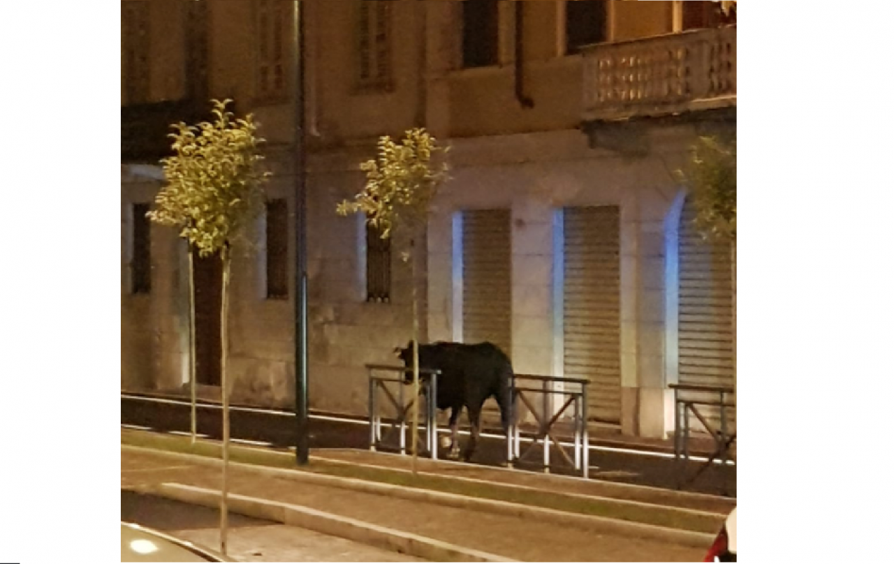 Follia social: Gusmeroli sotto assedio con l’accusa di aver ordinato l’uccisione della mucca