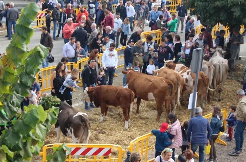 Transumanza annullata: la festa a Nebbiuno non si farà