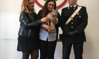 Chiede riscatto per restituire il gatto: arrestata per estorsione