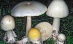 Mangia fungo Amanita Falloide: grave in rianimazione