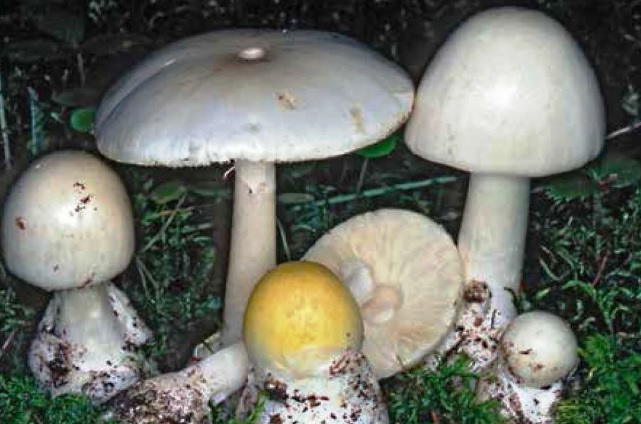 Mangia fungo Amanita Falloide: grave in rianimazione