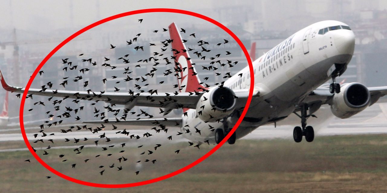 Aereo si scontra con volatili sorvolando Novara: rientrato a Malpensa