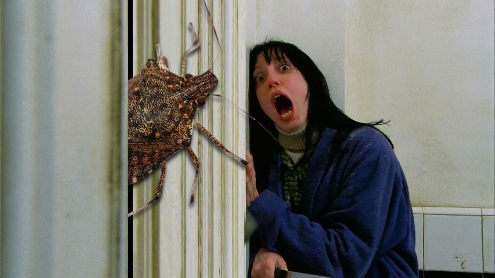 Tremate le cimici sono tornate: ecco come sbarazzarsene