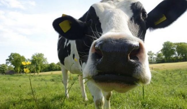 Terdobbiate donna schiacciata da una mucca