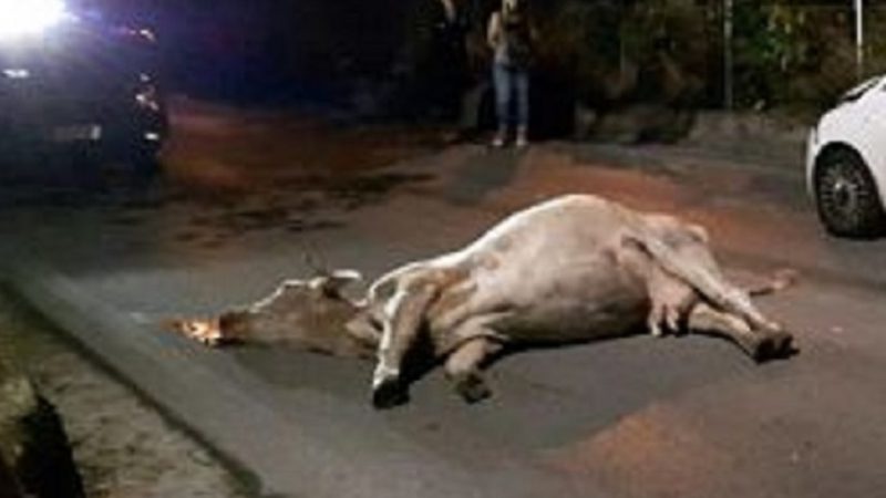 Mucca abbandonata in mezzo alla strada in Val Vigezzo: multato allevatore