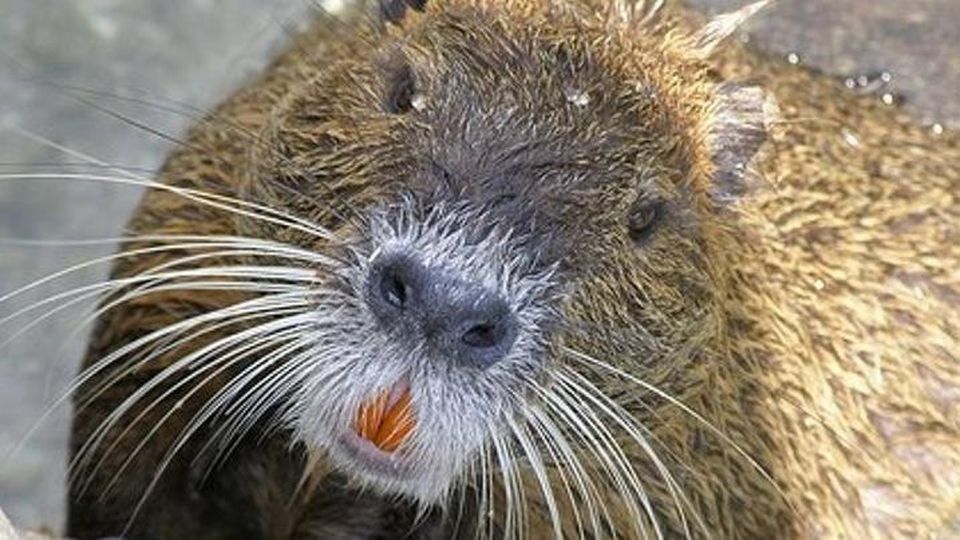 Pro Loco San Nazzaro: “La carne di nutria è molto buona, non sapevamo fosse proibita la cena”