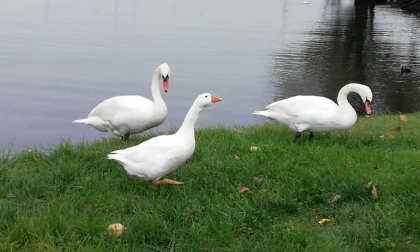 L'oca che si crede un cigno: la curiosa scena osservata ad Arona