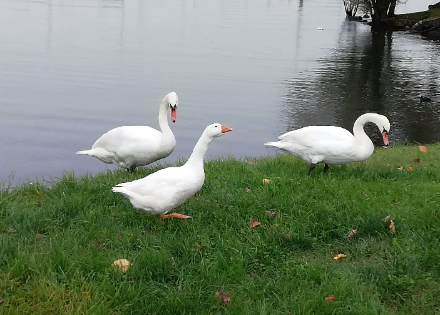 L’oca che si crede un cigno: la curiosa scena osservata ad Arona