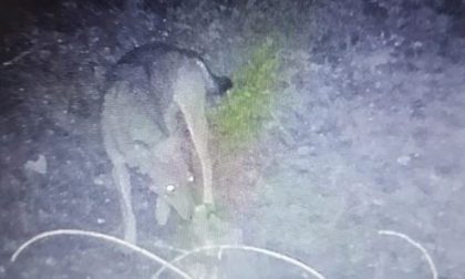 Lupo nei boschi a Pombia: si moltiplicano gli indizi