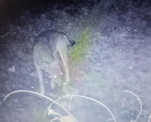 Lupo nei boschi a Pombia: si moltiplicano gli indizi