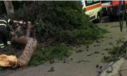 Valsesiano travolto da un ramo: è grave in ospedale a Novara