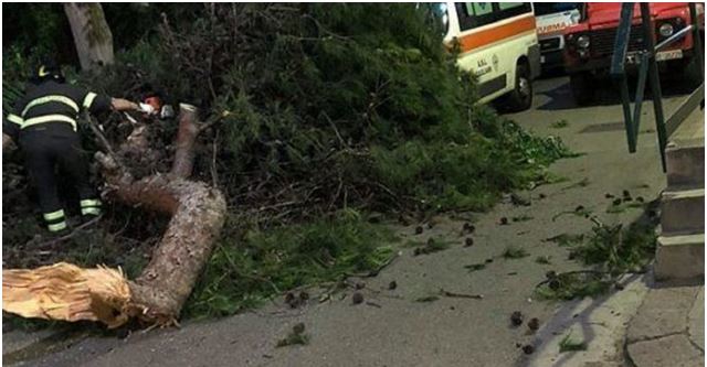 Valsesiano travolto da un ramo: è grave in ospedale a Novara