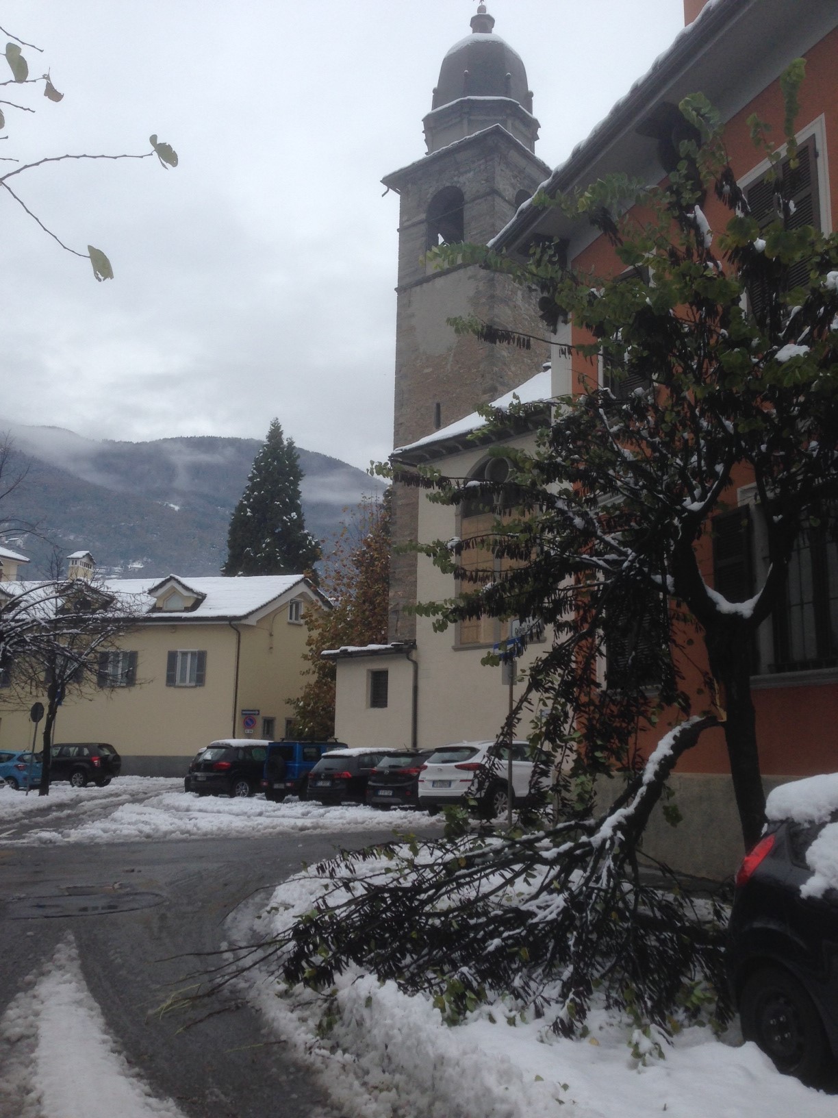 domodossola piante piegate