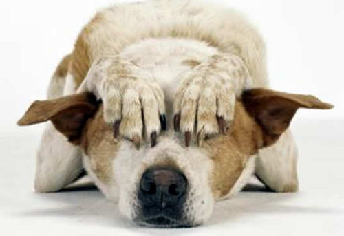 Botti di Capodanno: vademecum Lav per proteggere gli animali durante le festività