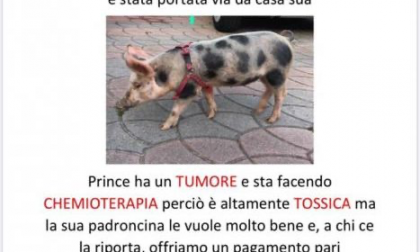 Maialina rapita, i proprietari offrono una ricompensa