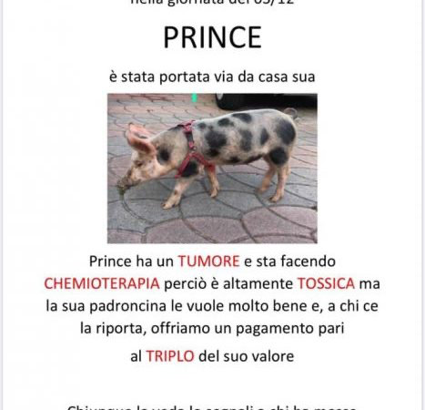 Maialina rapita, i proprietari offrono una ricompensa