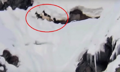 Lupi attaccano capre rimaste bloccate sulla neve  VIDEO