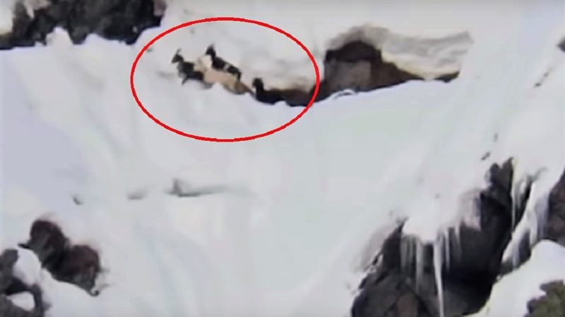 Lupi attaccano capre rimaste bloccate sulla neve  VIDEO