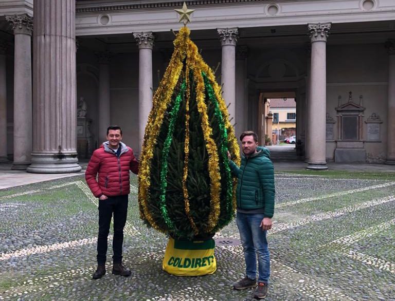 Dai giovani di Coldiretti l’albero di Natale per il Duomo di Novara